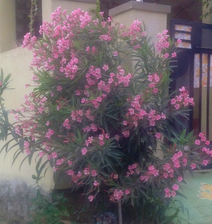 Ornamentals