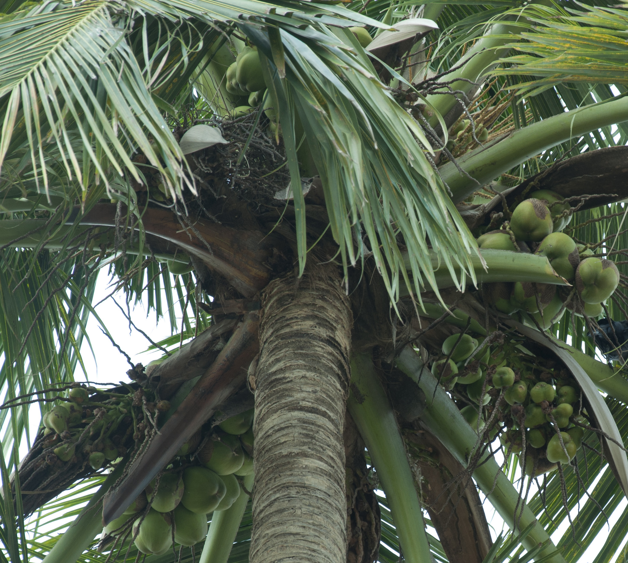 Coconut