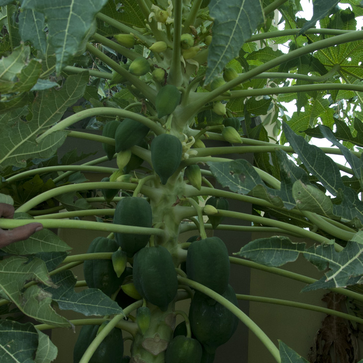 Papaya