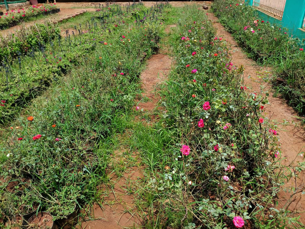 Side-by-side rose rows in Kadiam nursery