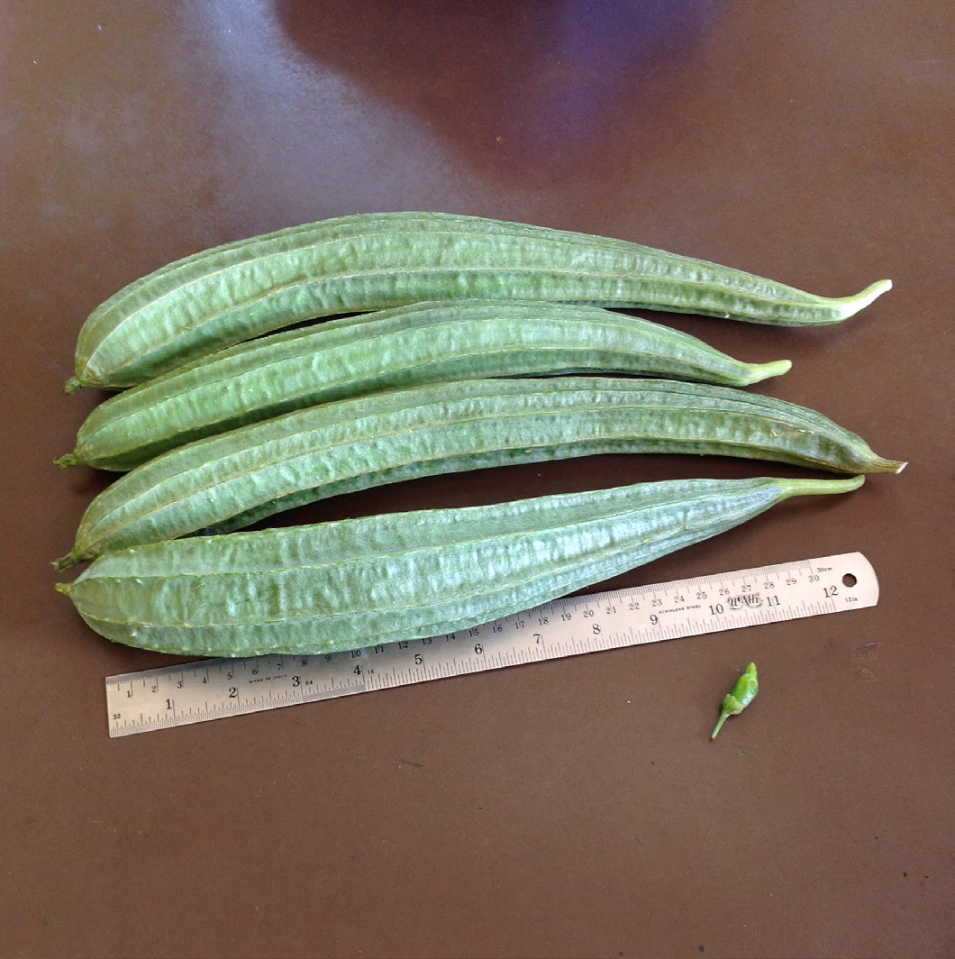 Ridge Gourd